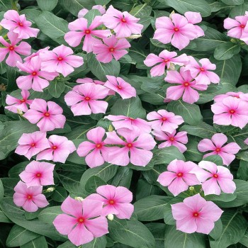 Catharanthus Roseus